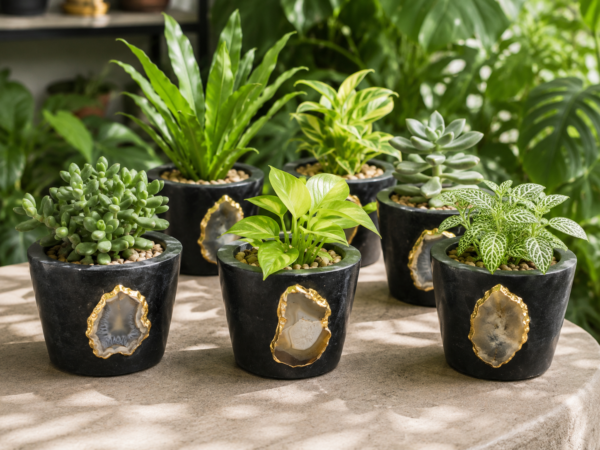 Premium Black Vase Plant Indoor